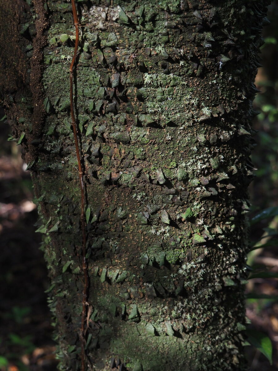 Lacmellea sp (Chiclihuayo) — photo