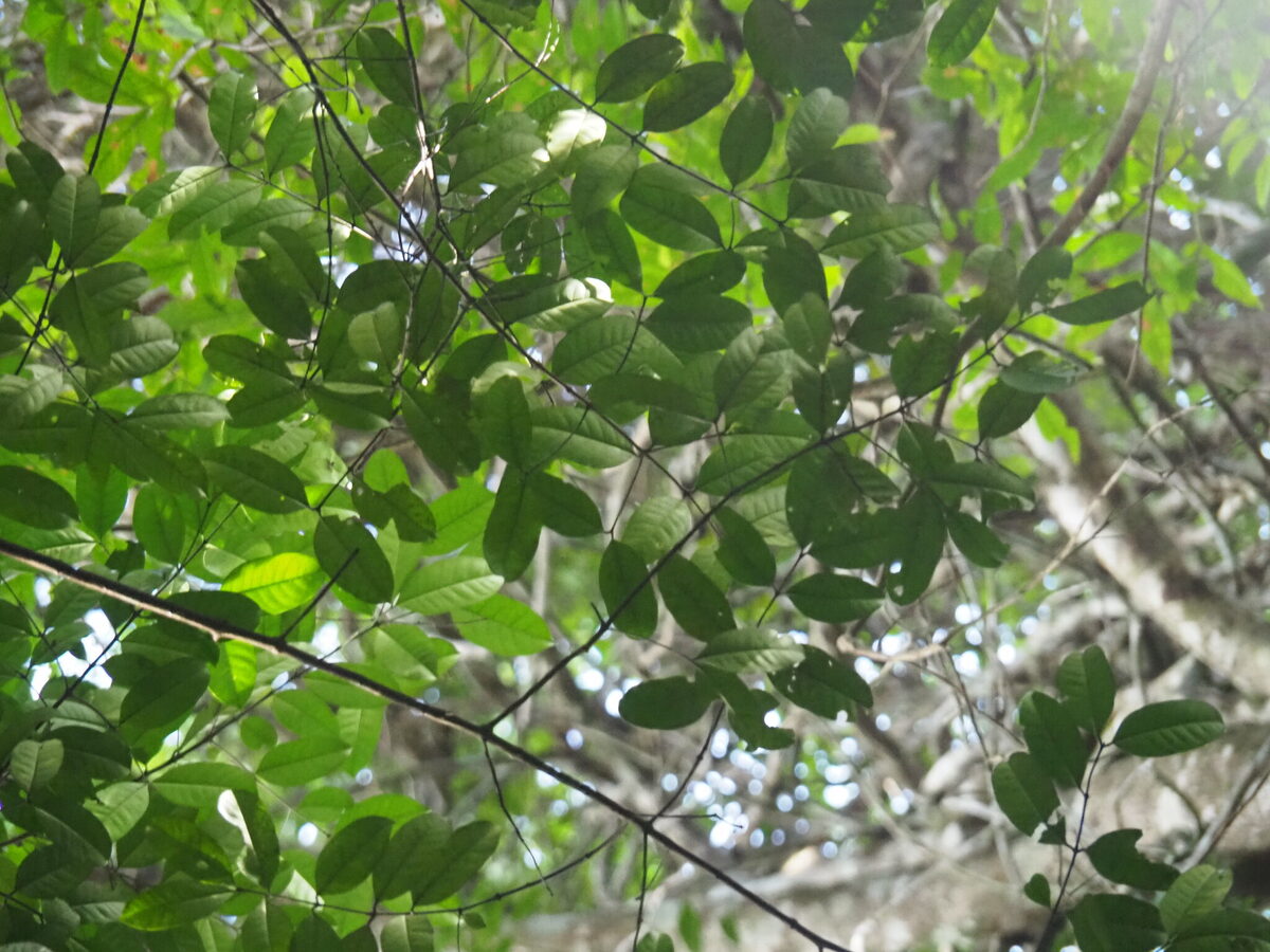 Lacmellea sp (Chiclihuayo) — photo