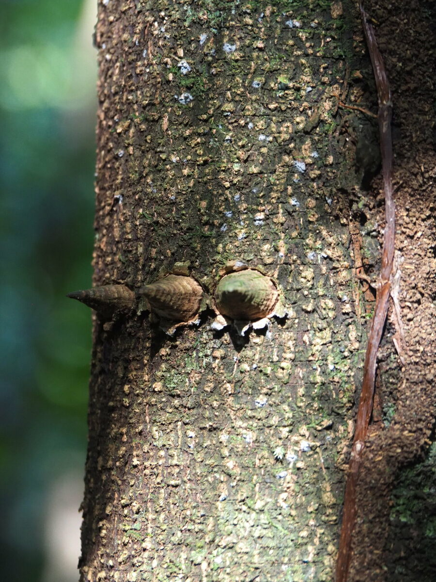 Lacmellea sp