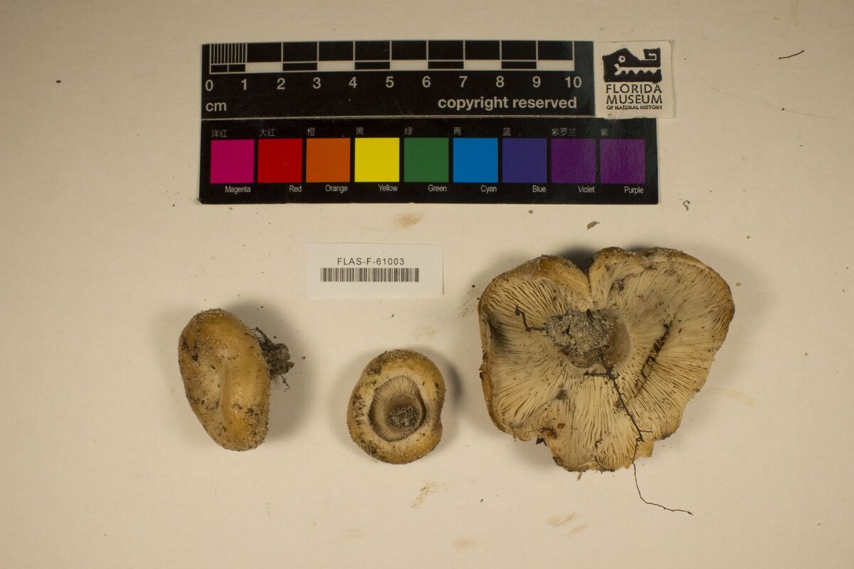 Lactarius alboscrobiculatus