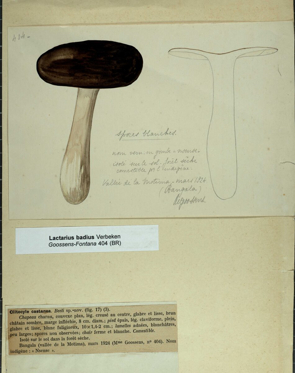 Lactarius badius
