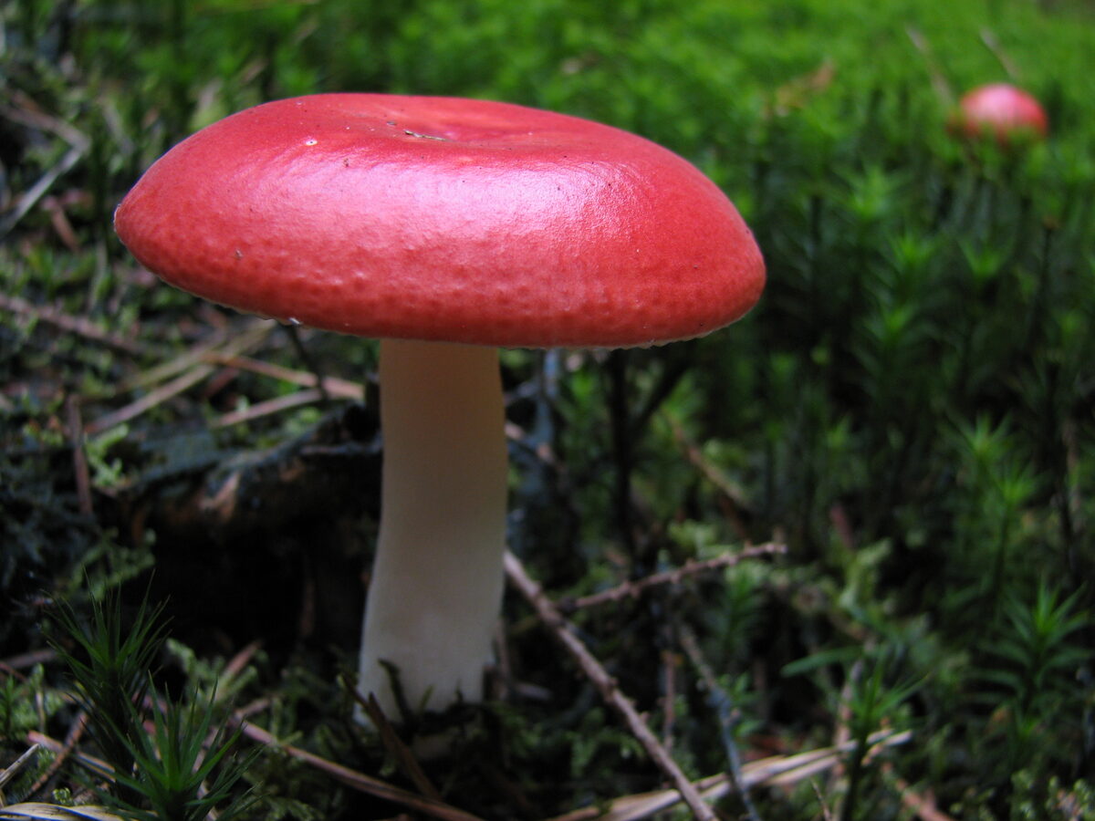 Lactarius baliophaeus