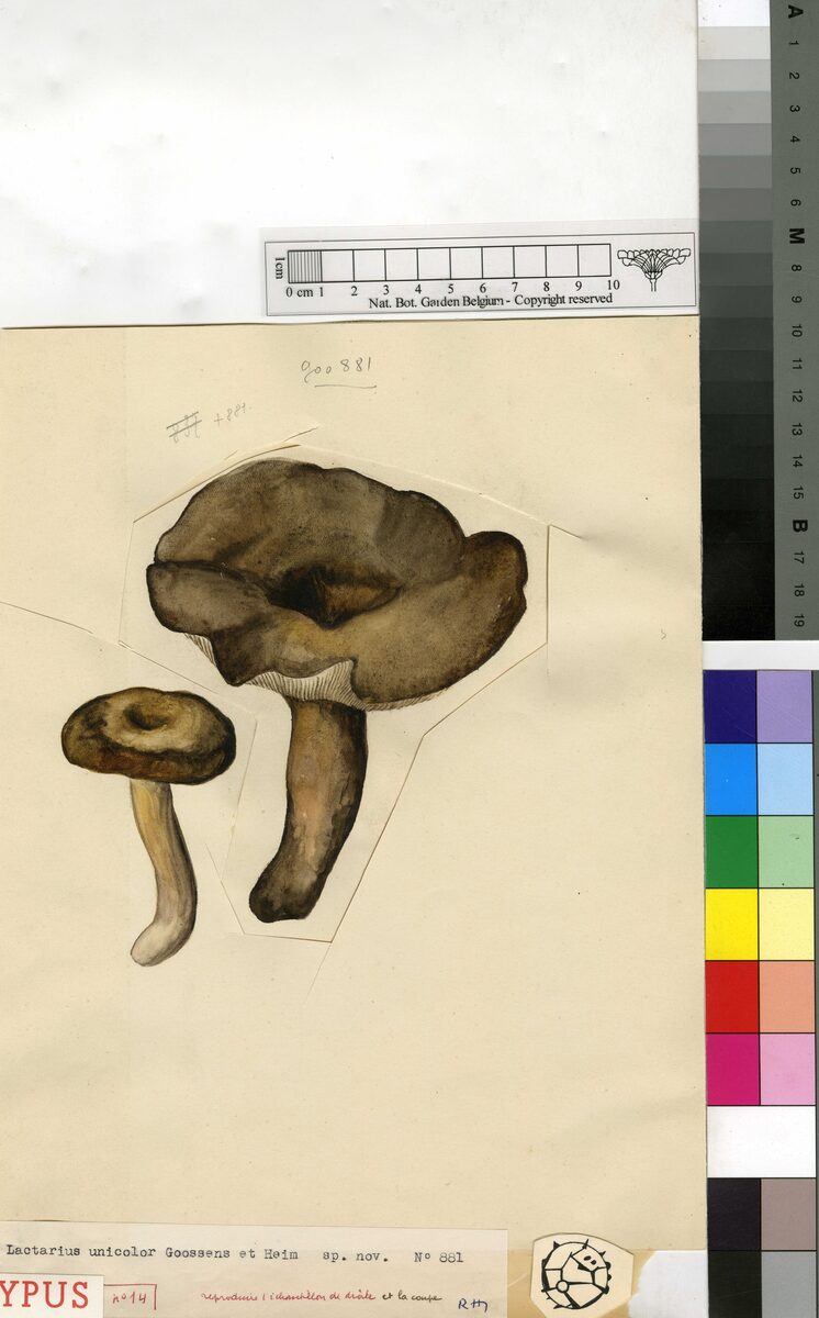 Lactarius congolensis