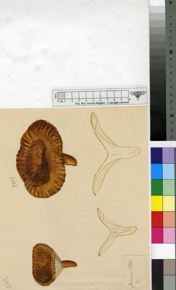 Lactarius latifolius