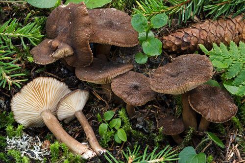 Lactarius lignyotus — photo