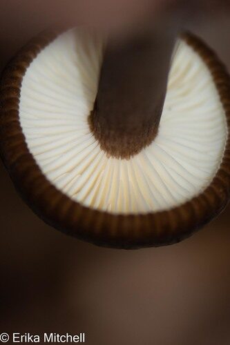 Lactarius lignyotus — photo