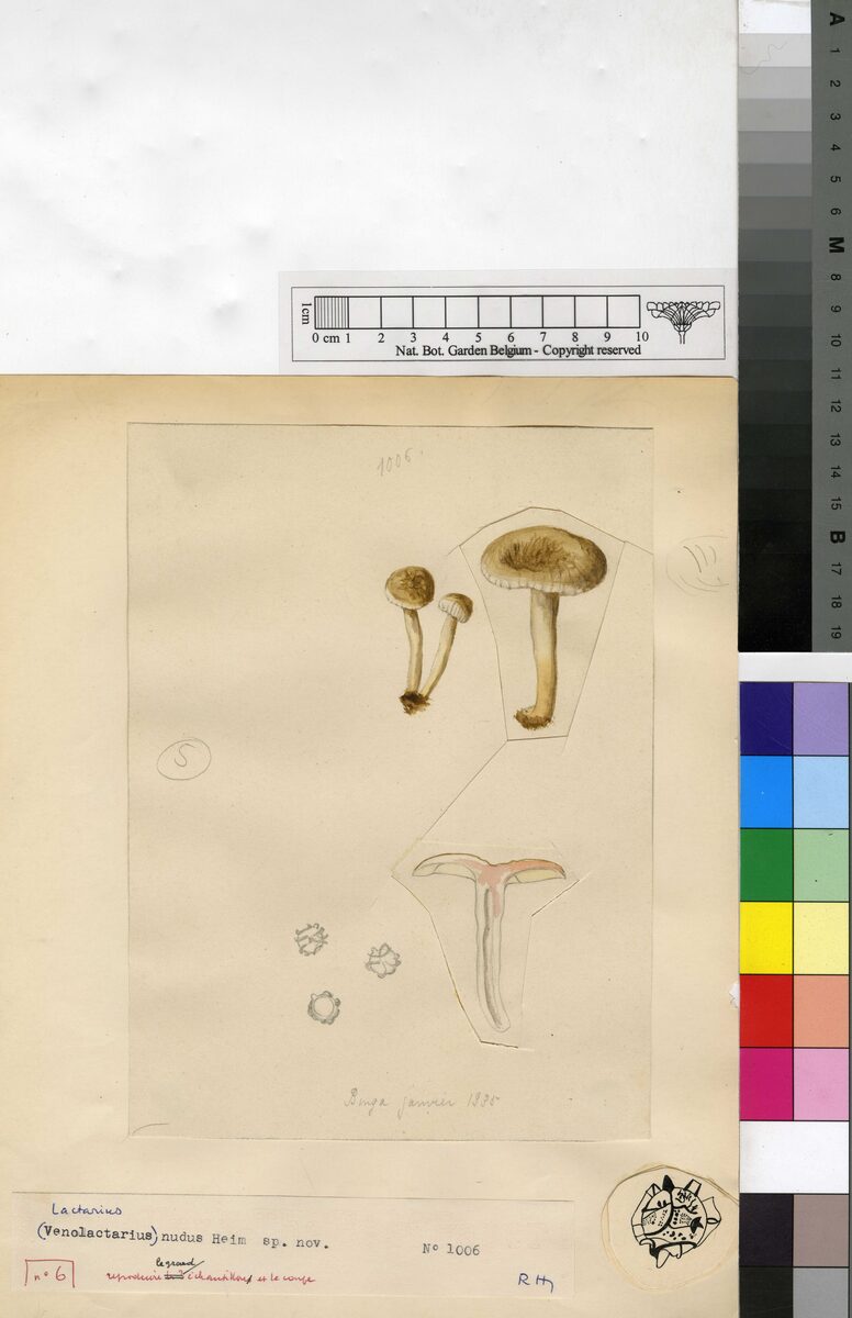 Lactarius nudus