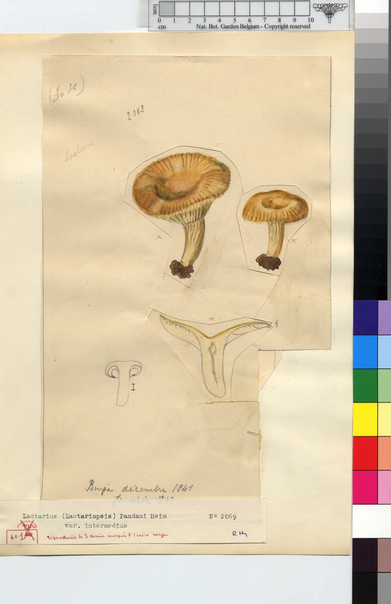 Lactarius pelliculatus — photo