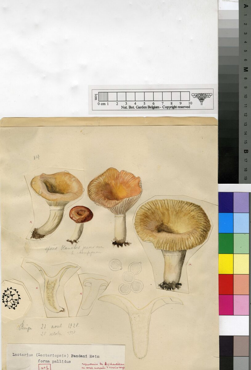 Lactarius pelliculatus — photo