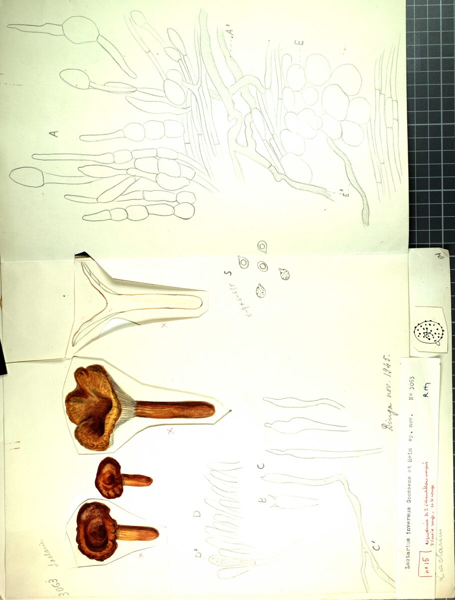 Lactarius pelliculatus