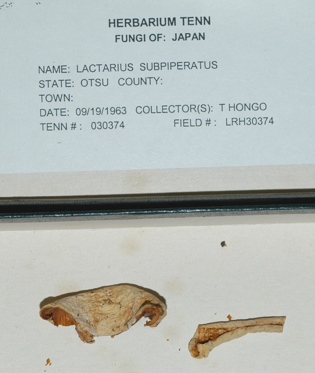 Lactarius subpiperatus — photo