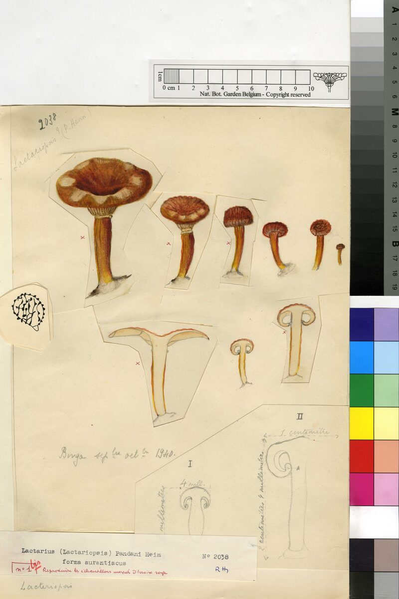 Lactifluus annulatoangustifolius