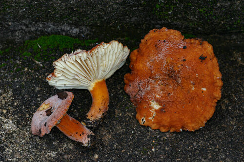 Lactifluus medusae