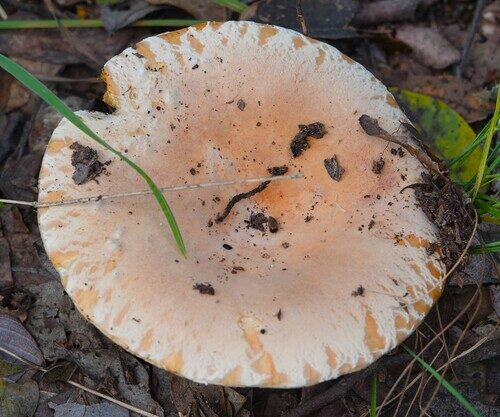 Lactifluus velutissimus