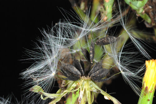 Lactuca canadensis (Canada Lettuce) — photo