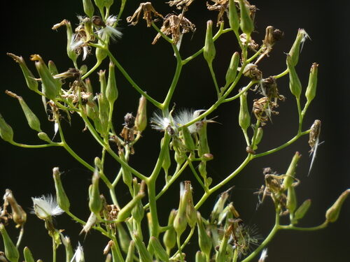 Lactuca canadensis (Canada Lettuce) — photo