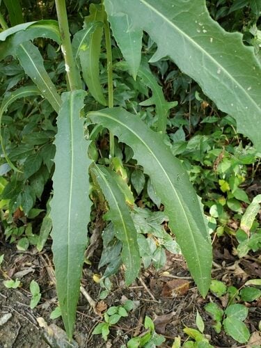 Lactuca canadensis