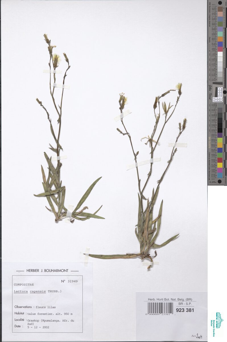 Lactuca capensis — photo