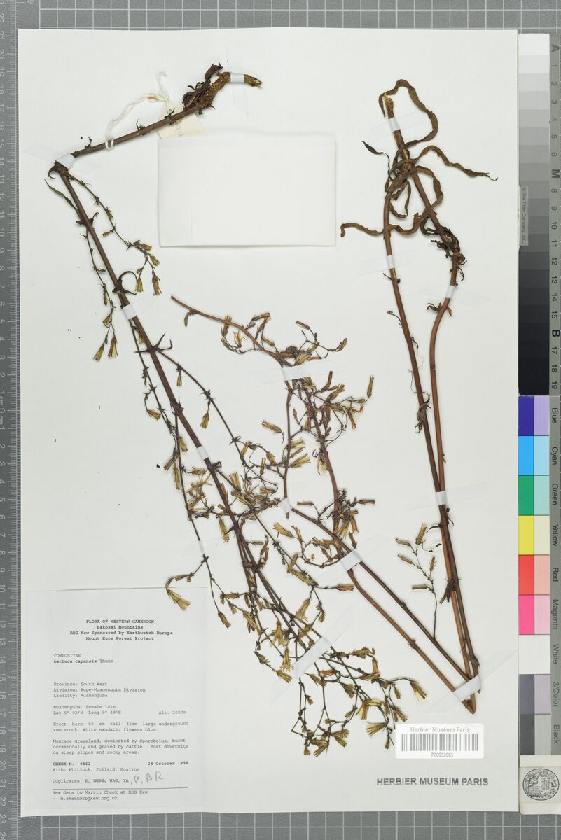 Lactuca capensis — photo