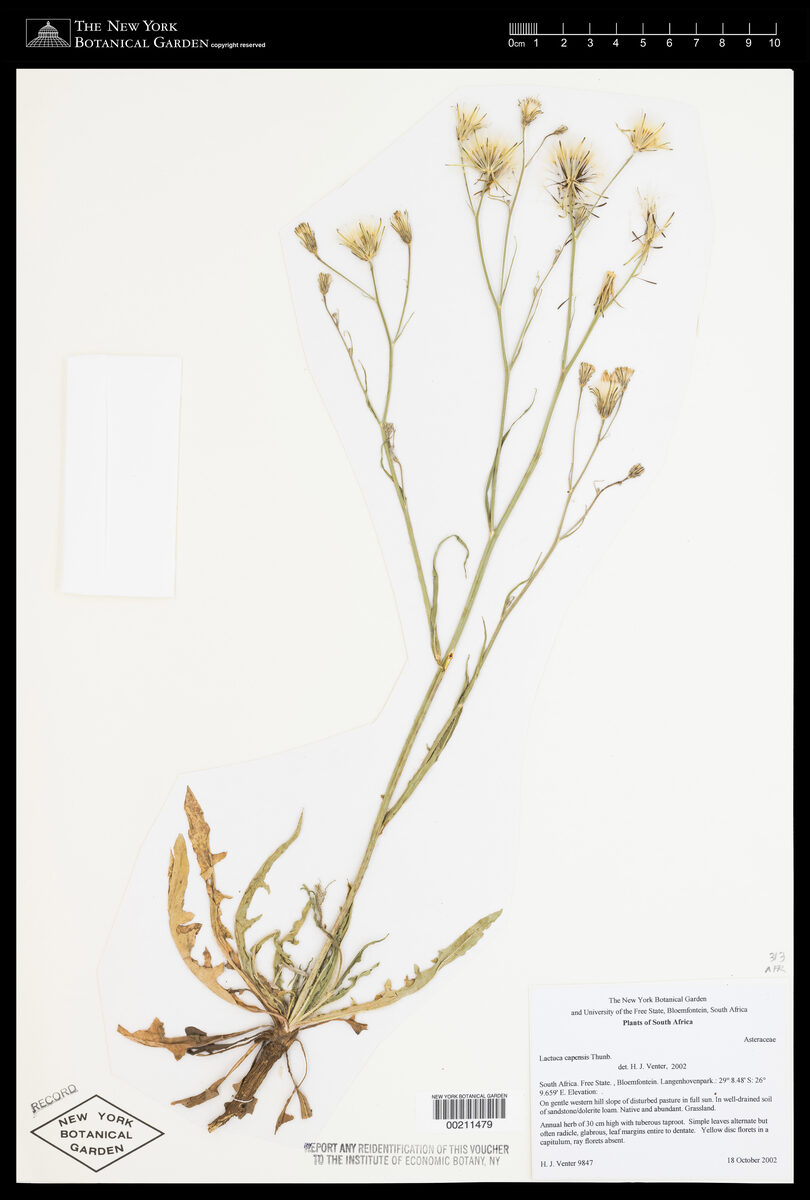 Lactuca capensis