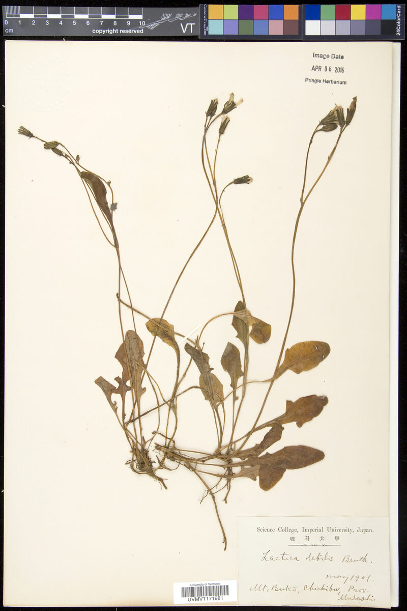 Lactuca debilis - (Burm.)Nakai. — photo