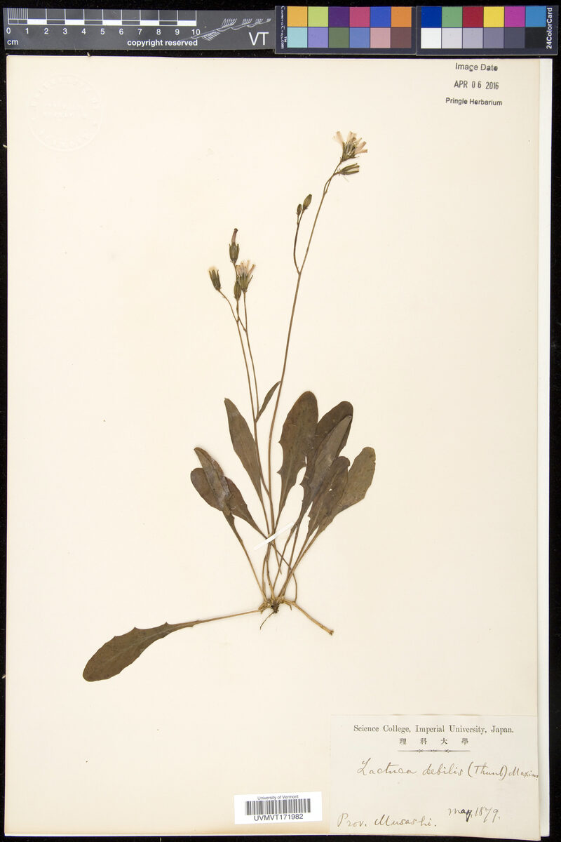 Lactuca debilis - (Burm.)Nakai. — photo