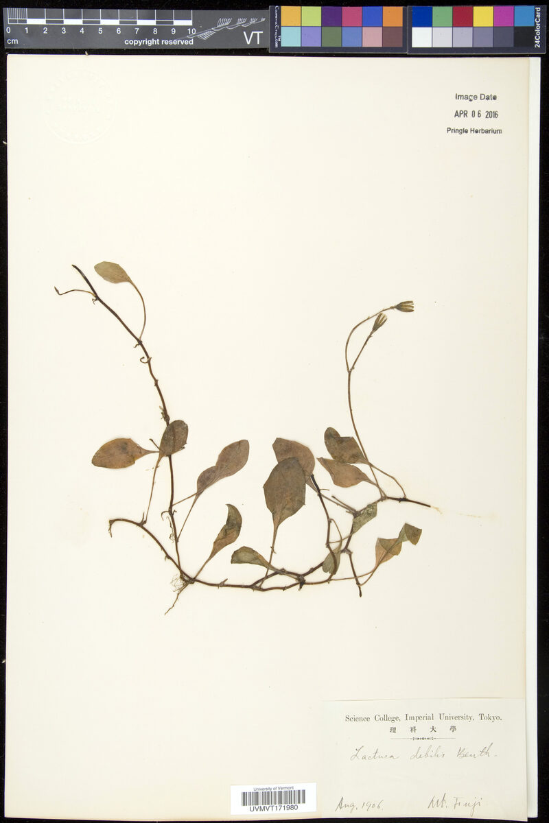 Lactuca debilis - (Burm.)Nakai.