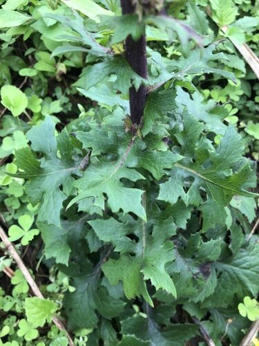 Lactuca formosana — photo