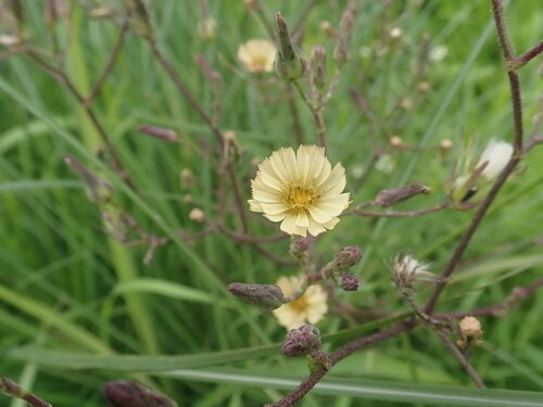 Lactuca formosana