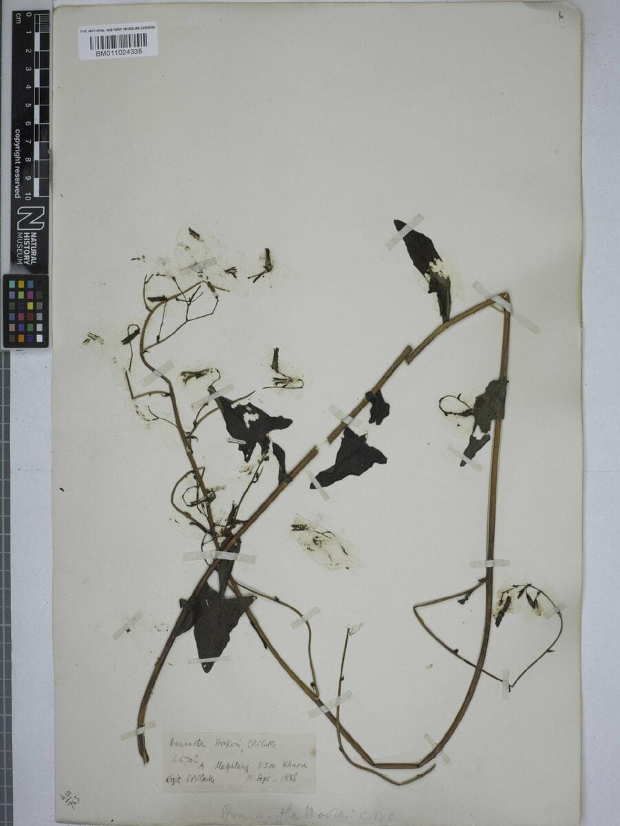 Lactuca hookeri