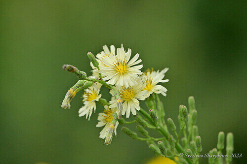 Lactuca indica (Indian Lettuce) — photo