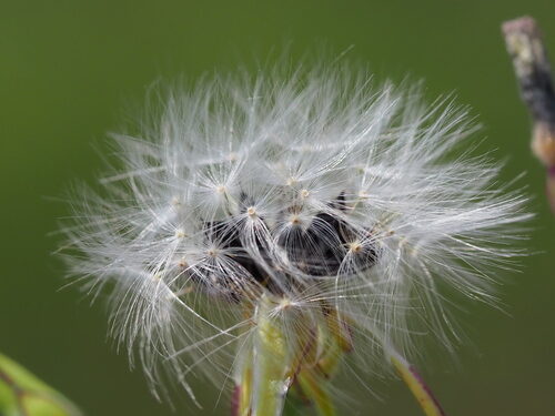 Lactuca indica (Indian Lettuce) — photo