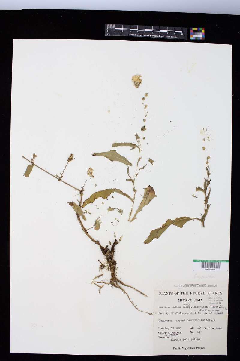 Lactuca indica laciniata - (Kuntze.)Hard. — photo