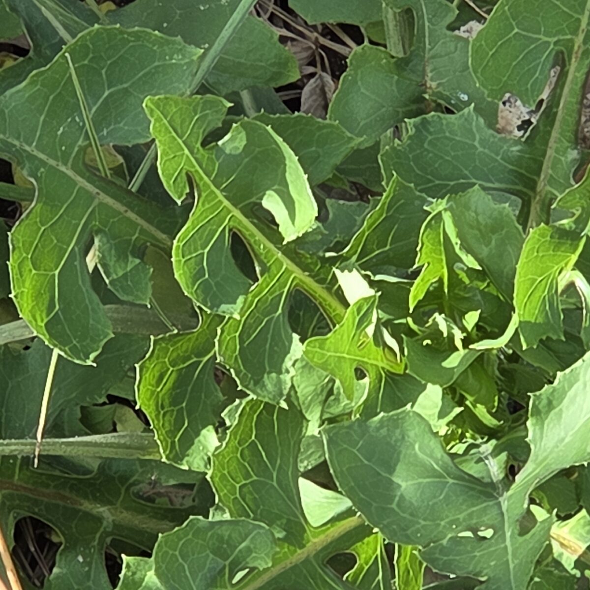 Lactuca ludoviciana - (Nutt.)Riddell. (Western Wild Lettuce) — photo