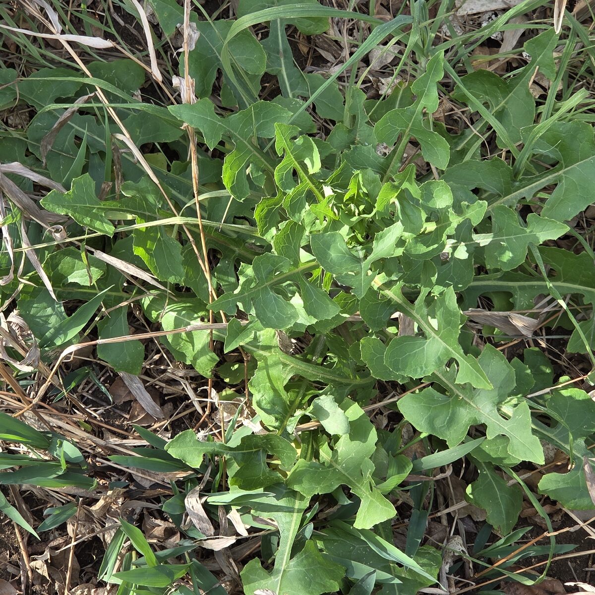 Lactuca ludoviciana - (Nutt.)Riddell. (Western Wild Lettuce) — photo