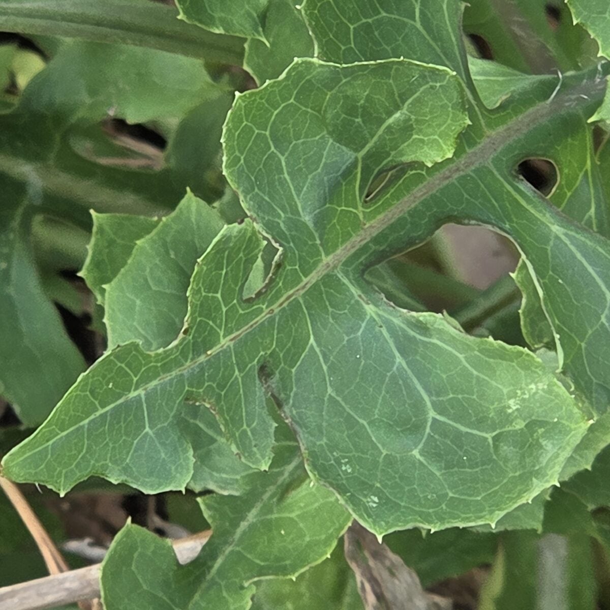 Lactuca ludoviciana - (Nutt.)Riddell.