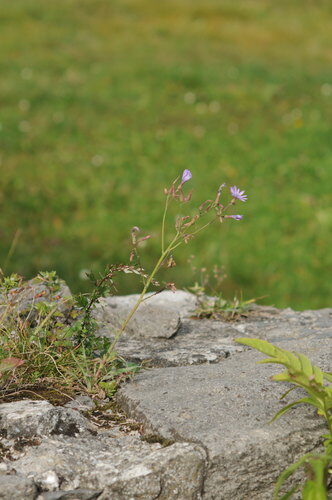 Lactuca perennis (Perennial Lettuce) — photo