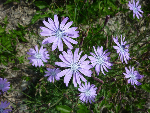 Lactuca perennis