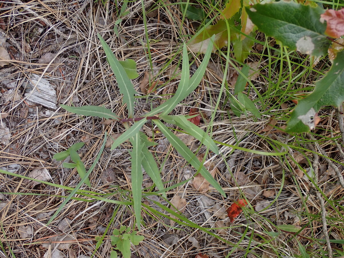 Lactuca pulchella - (Pursh.)DC. (Blue Lettuce) — photo