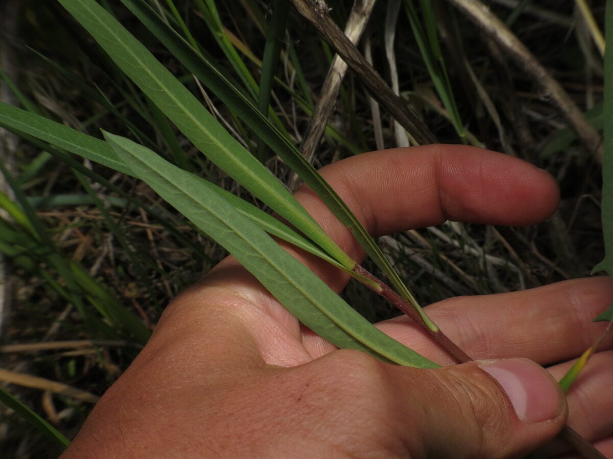 Lactuca pulchella - (Pursh.)DC.