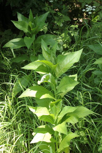 Lactuca quercina (Wild Lettuce) — photo
