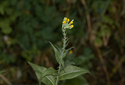 Lactuca quercina (Wild Lettuce) — photo