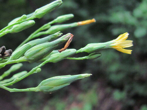 Lactuca quercina