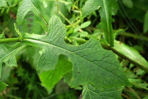 Lactuca raddeana — photo