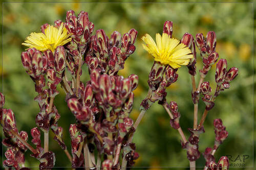 Lactuca sativa (Lettuce) — photo