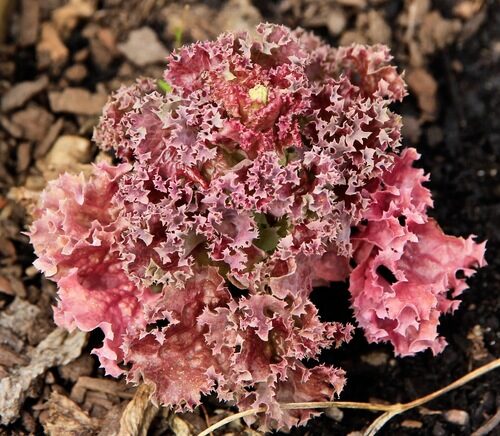 Lactuca sativa (Lettuce) — photo