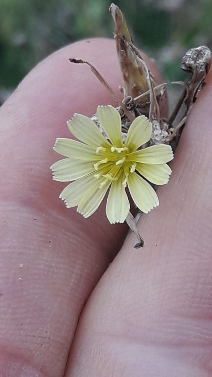 Lactuca sativa angustana (Celtuce) — photo