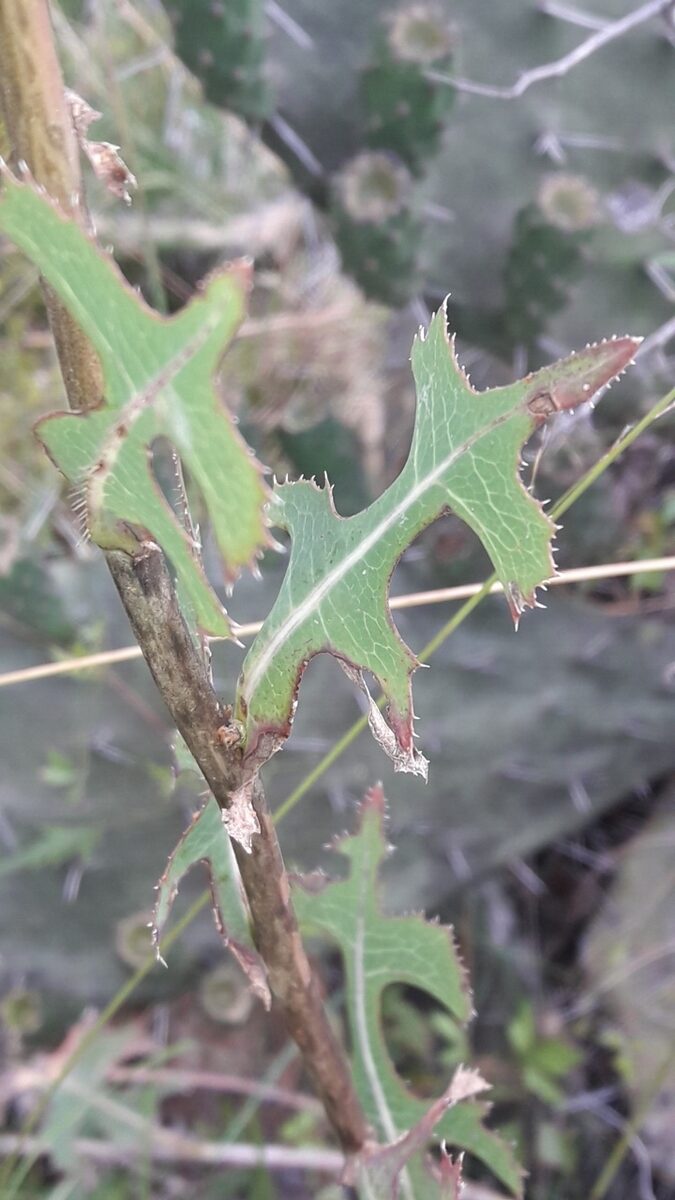 Lactuca sativa angustana (Celtuce) — photo