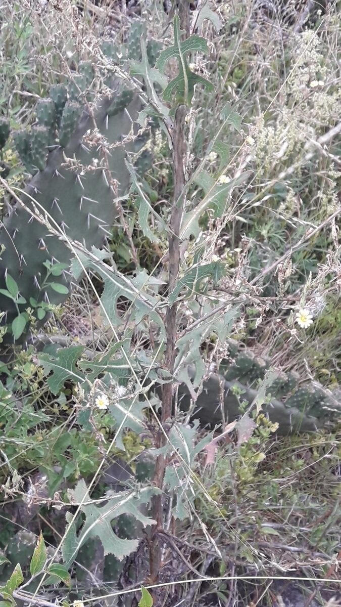 Lactuca sativa angustana