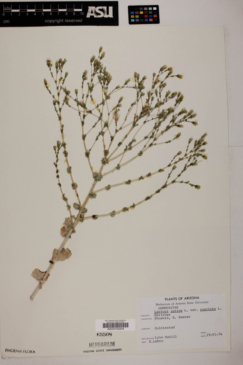 Lactuca sativa capitata